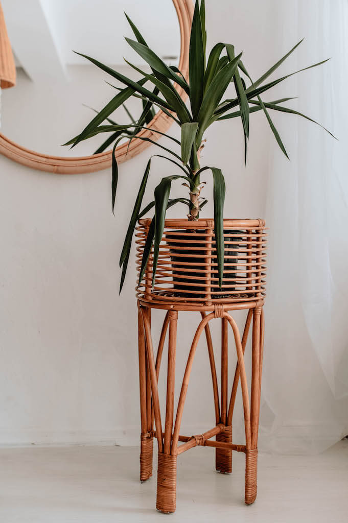 KWIETNIK POLLIE S KARMEL