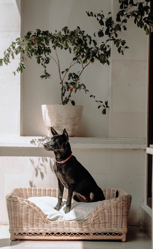 LEGOWISKO DLA PSA KALUA S