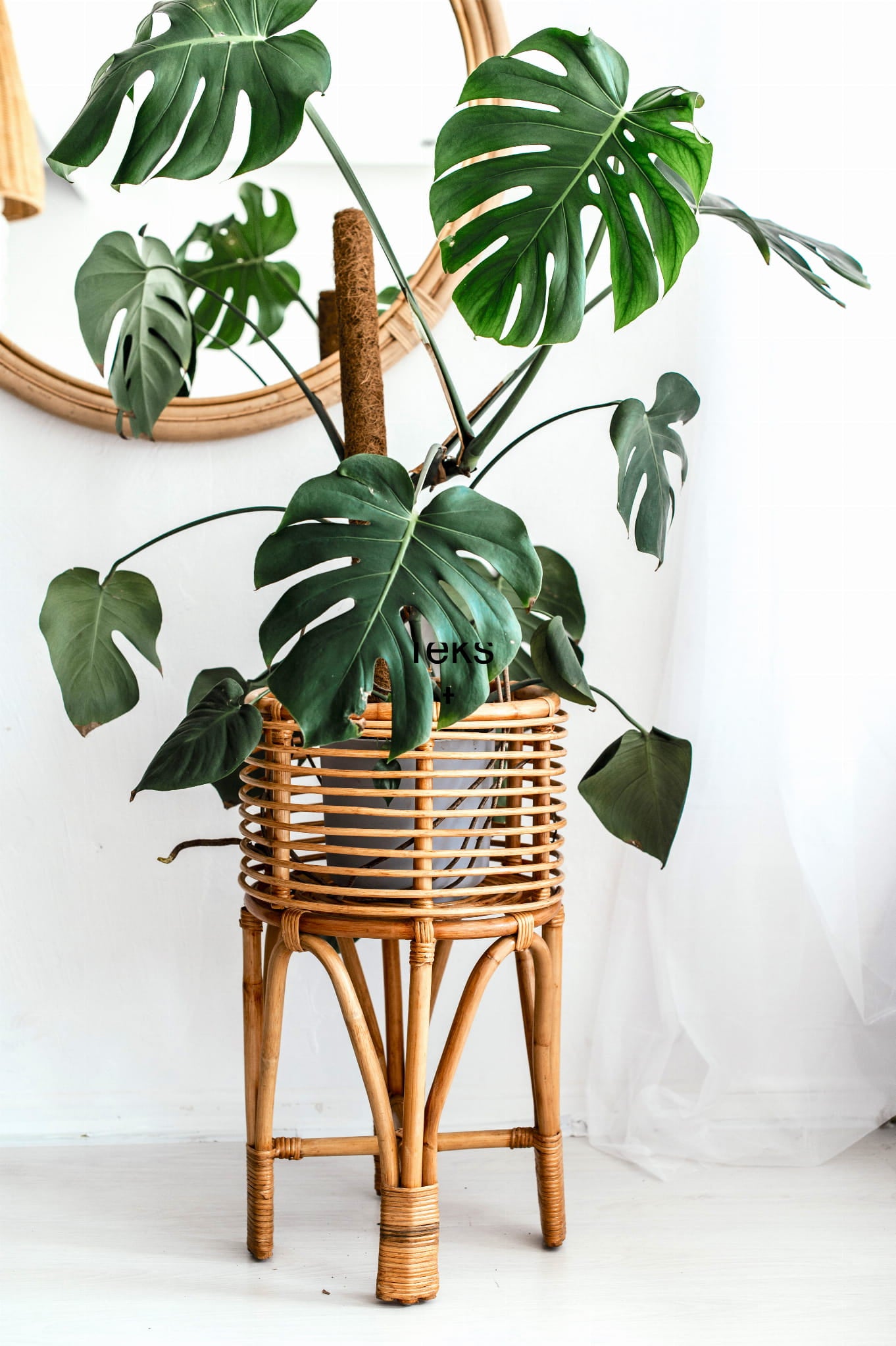 KWIETNIK POLLIE S NATURALNY