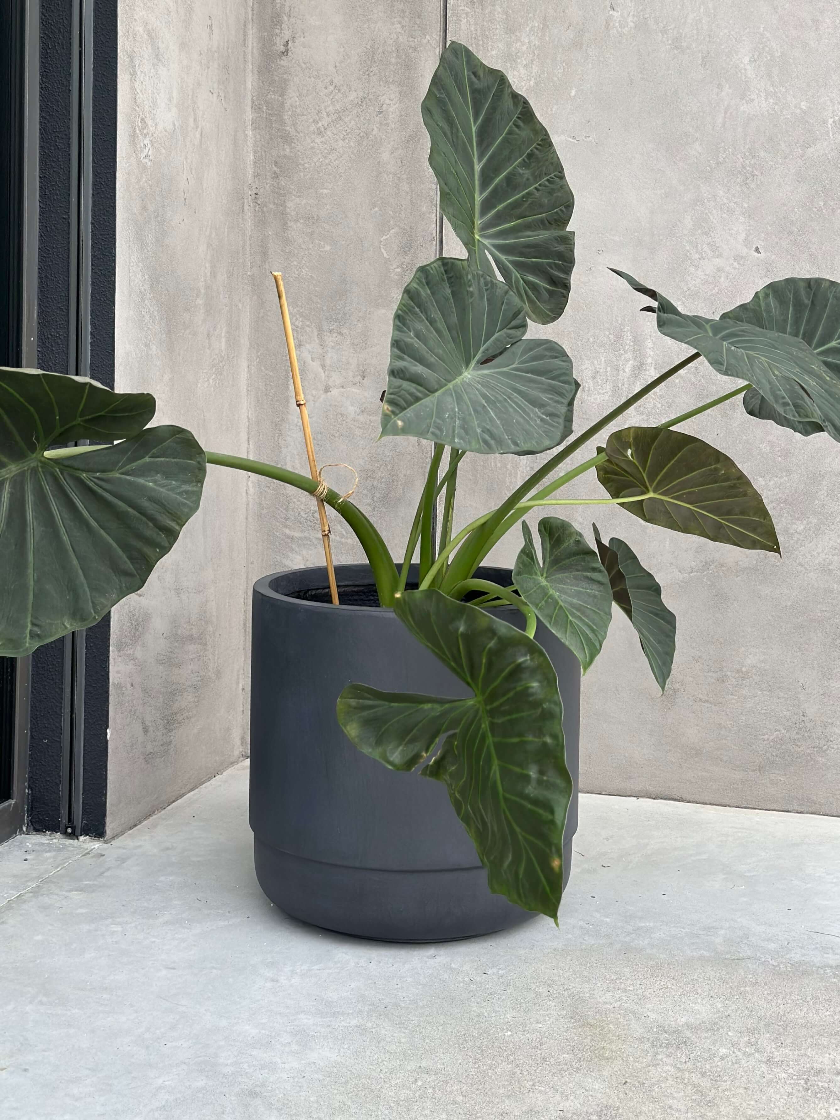 ZESTAW DONICZEK SANTIAGO