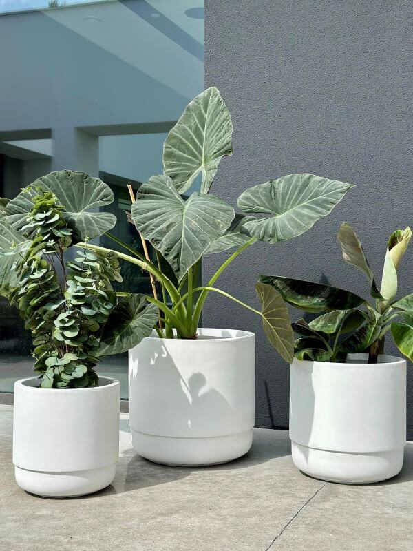 DONICZKA SANTIAGO WHITE M