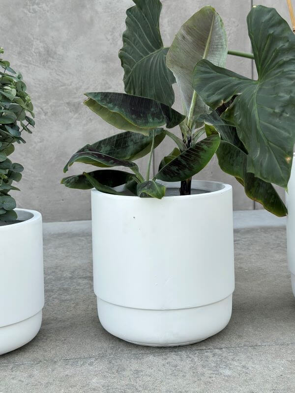 DONICZKA SANTIAGO WHITE M