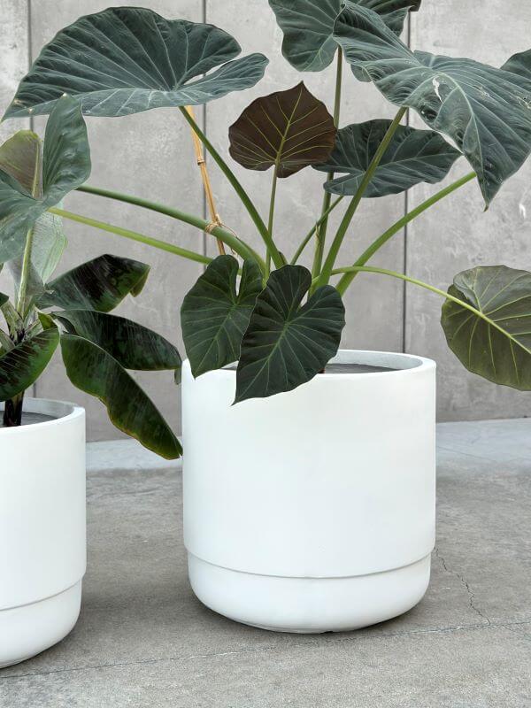 DONICZKA SANTIAGO WHITE  L