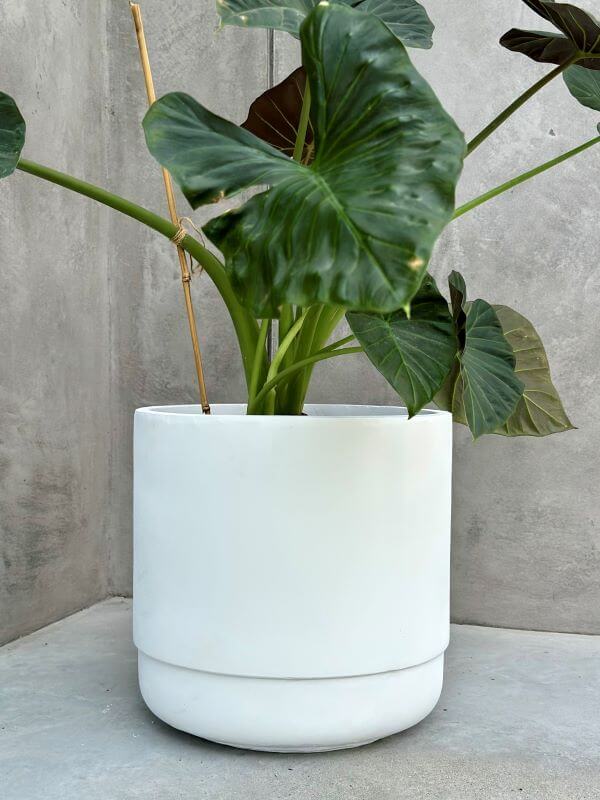 DONICZKA SANTIAGO WHITE  L