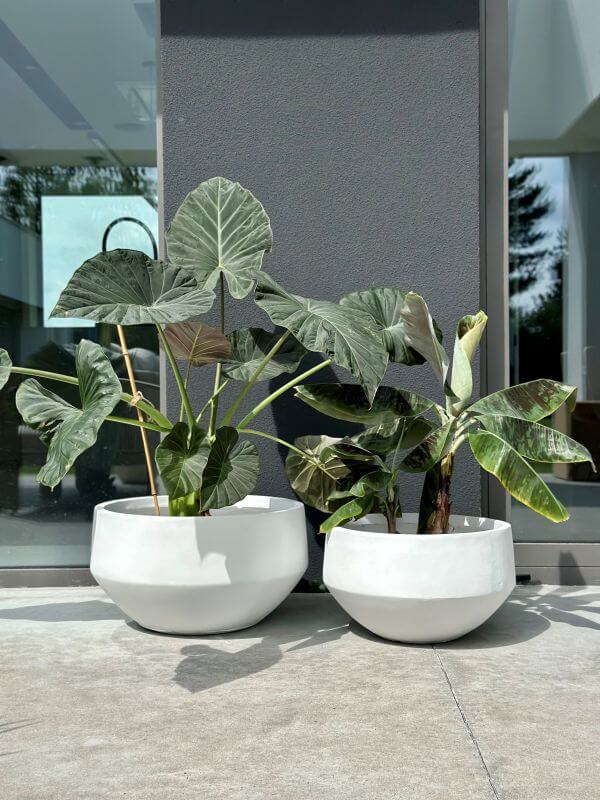 DONICZKA AMANDO  BIAŁA S