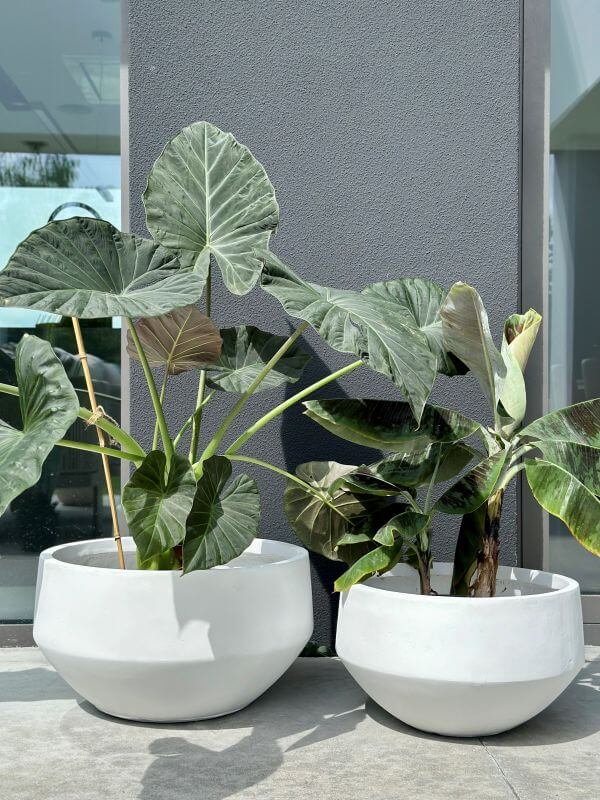 DONICZKA AMANDO  BIAŁA M