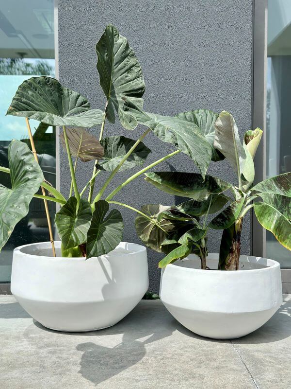 DONICZKA AMANDO  BIAŁA M