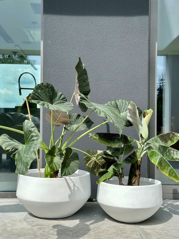 DONICZKA AMANDO  BIAŁA S