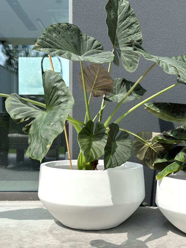 DONICZKA AMANDO  BIAŁA M