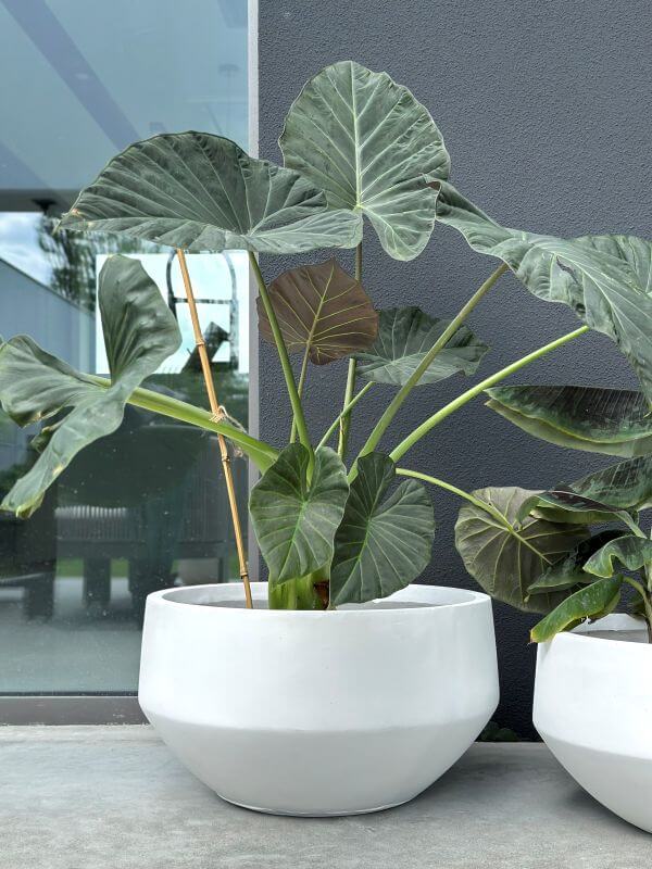 DONICZKA AMANDO  BIAŁA M