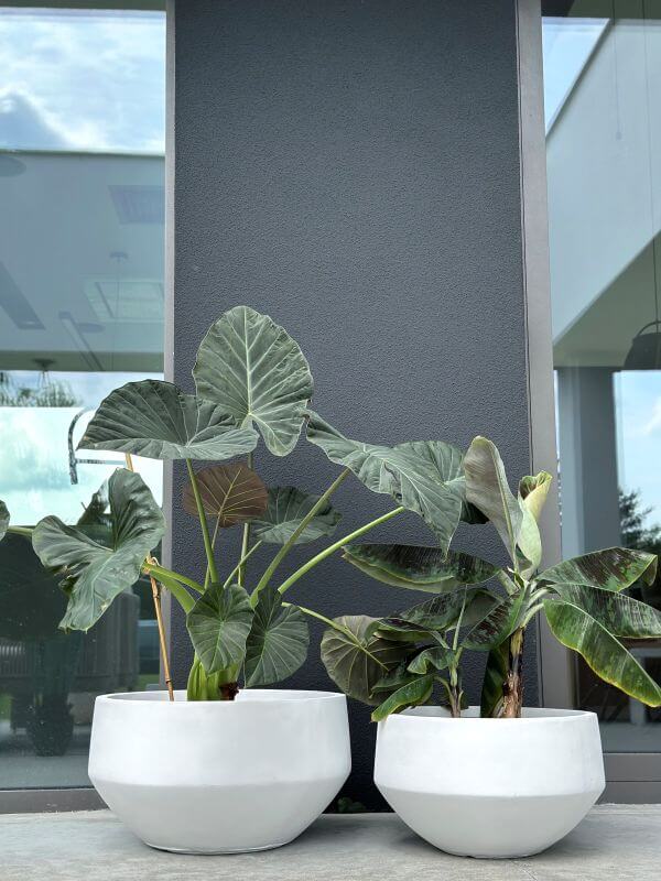 DONICZKA AMANDO  BIAŁA M