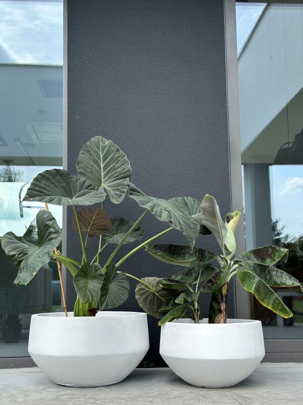 DONICZKA AMANDO  BIAŁA S