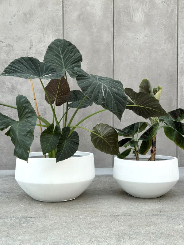 DONICZKA AMANDO  BIAŁA M