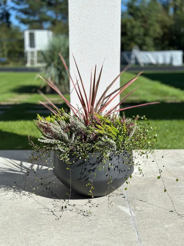 DONICZKA AMANDO S ANTRACYT