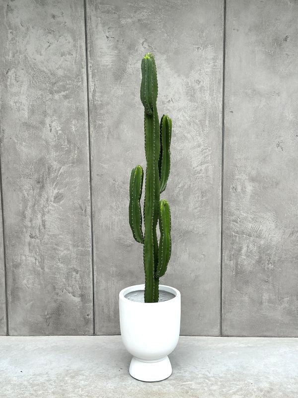 KAKTUS SZTUCZNY AKSAMITNY