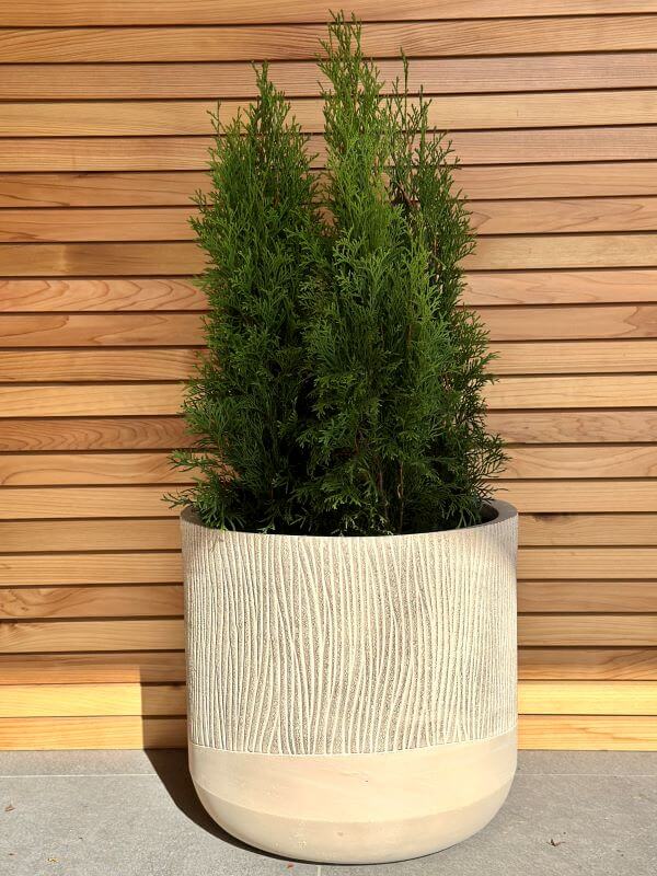 DONICZKA ALETTO SAND L