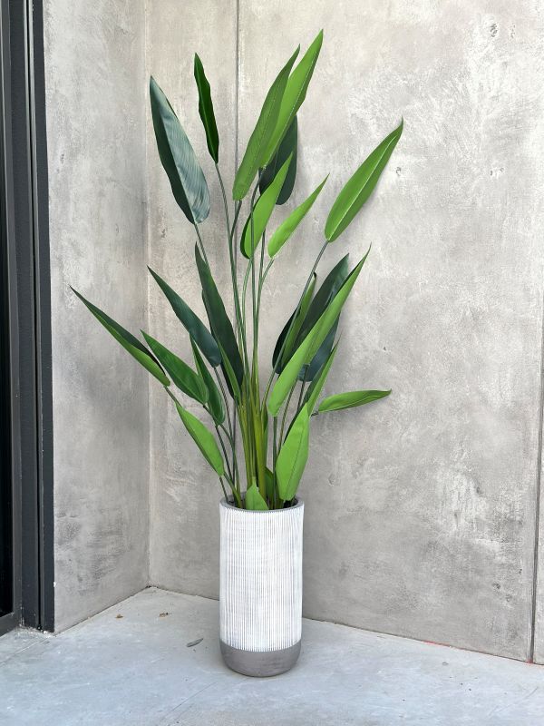 KWIAT DUŻA STRELICJA KRÓLEWSKA  150 cm