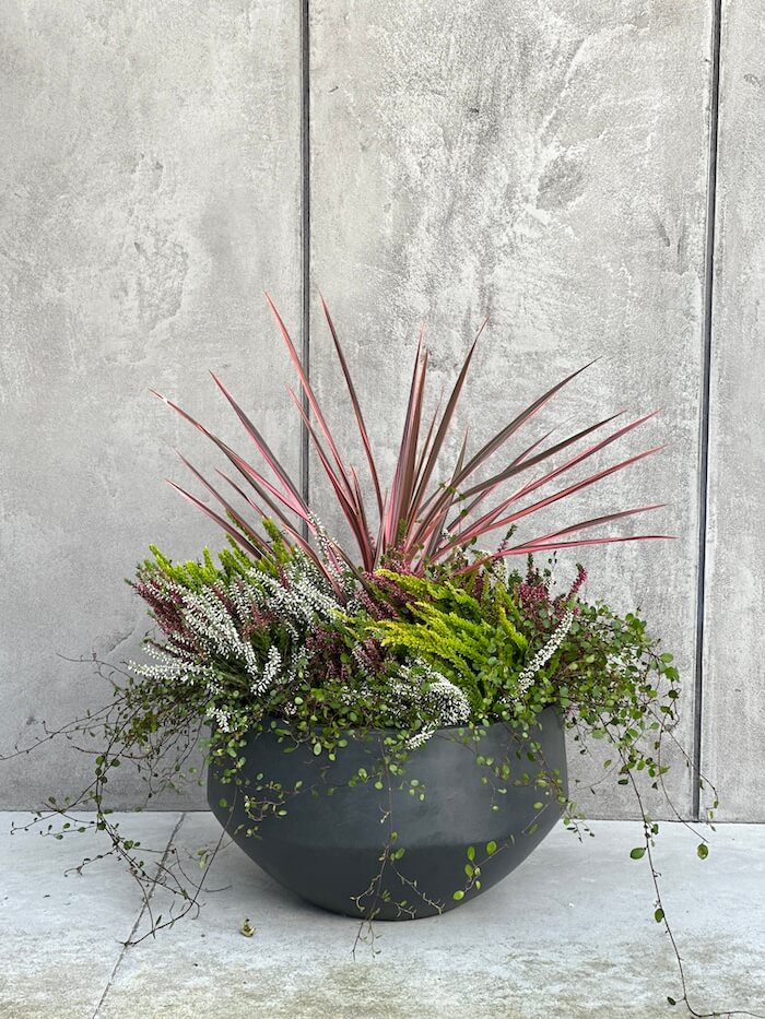 DONICZKA AMANDO S ANTRACYT